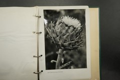Photo Album Corsica France Island Church Building Landscape Nature Farmer Fisherman