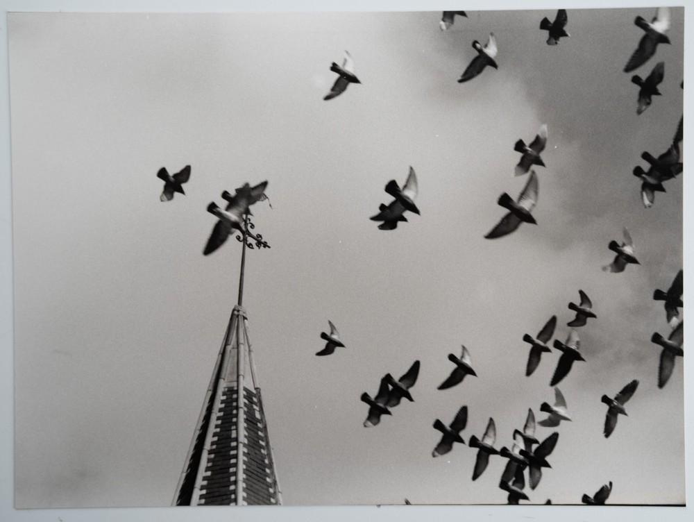 Photo Print Analog, RC France Landscape Scene Bird 18X24cm 1960