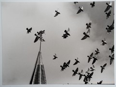 Photo Print Analog, RC France Landscape Scene Bird 18X24cm 1960