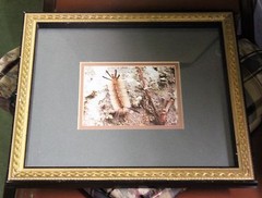 Photo 5 x7 framed Fine Art Print Signed back of print Tussock Moth Caterpillar