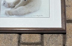 Thomas Mangelsen, Snowflake–Polar Bear Cub, Signed, Numbered Out of Print