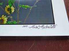 «Sunny Sunflowers» 8″ x 10″ Photograph by Moda Monterotti , Los Angeles, Ca.