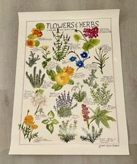 Organic Graphics – Posters Companion Plants / Flowers-Herbs / Beneficial Insects