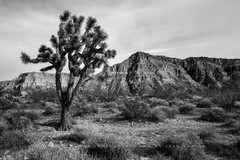 Desert Photography Print – Black and White Picture of Joshua Tree in Arizona