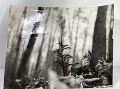 Vintage Black & White Nature Print