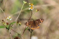 Butterflies Photo, Pick One Image – Various Sizes