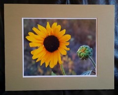 Matted Photograph: Sunflowers 1