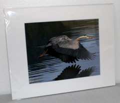 Great Blue Heron Wildlife Photo 8″ x 10″ in 11″ x 14″ Matte Signed by Kim Barry
