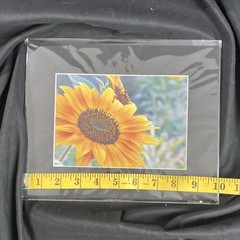 Sunflower Botanical Nature Photography Color Landscape 8×10 Matted Photograph