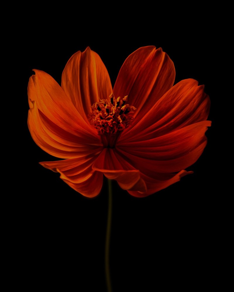 Orange Cosmos Flower, Picture Print, Modern Floral Wall Decor, 16x20inch