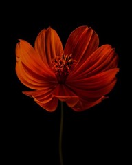 Orange Cosmos Flower, Picture Print, Modern Floral Wall Decor, 16x20inch