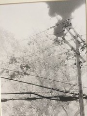 BRUCE BLUM SIGNED B&W Photo Print (16″X 20″)-«Trees, Sky, Pole and Wires «