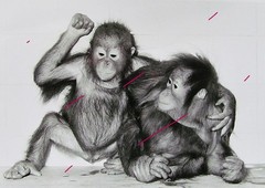 Orangutan Rawit and Bini Berlin Zoo orig. Photo 1981