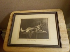Dog Art Collectibles Dog Photograph Antique Collectibles Images 