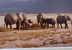 Monkey Camels and Elephants Pictures Framed and Signed by Artist