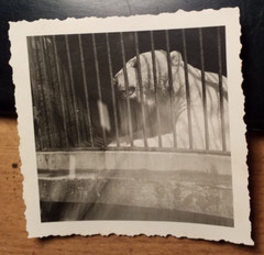Polar Bear ? in cage / photo