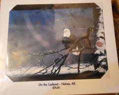 L@@k!!! BALD EAGLE PICTURE «On The Lookout» WILDLIFE 20″ Wide X 16″ Tall