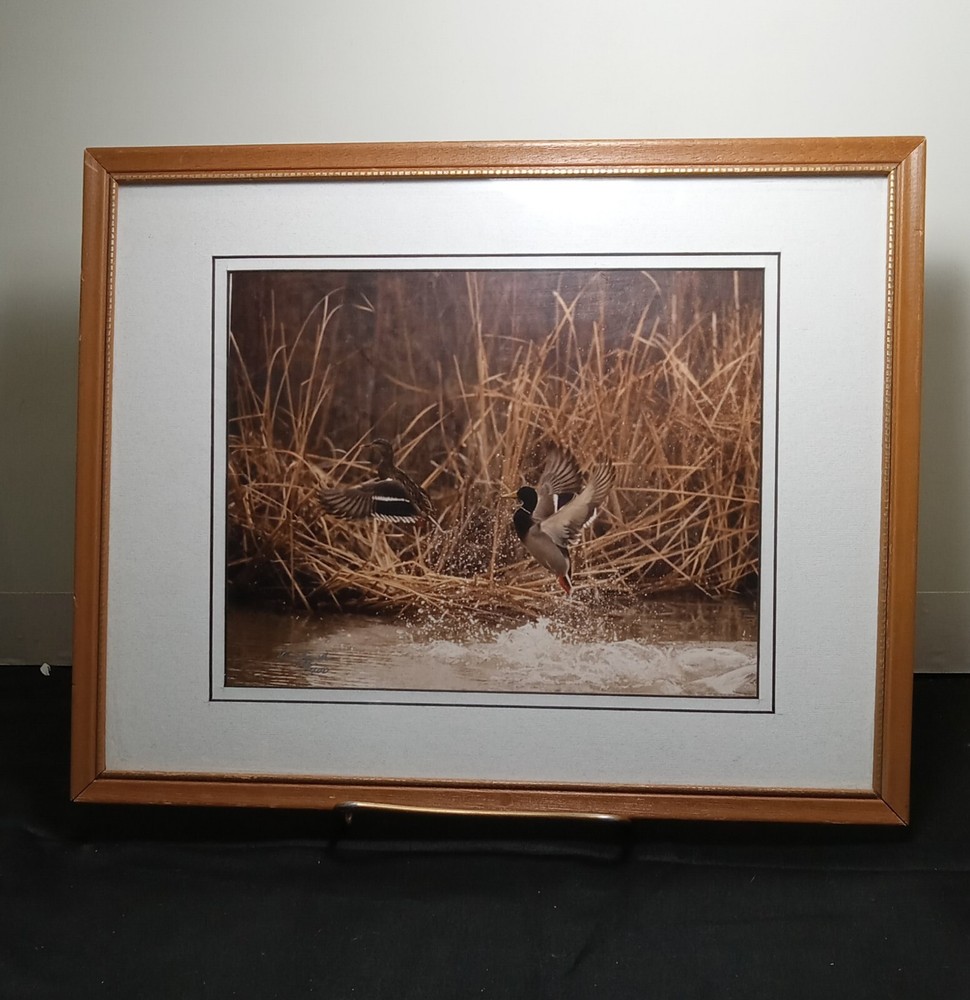 Harry Bowden Photograph » Mallards A’ Wing New Mexico» framed, signed & numbered