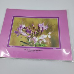 PHOTOGRAPHY Art Prints Lot 3 Vintage Butterfly Flowers Nature Photos – HW022