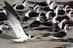 ART PHOTO TITLE «FLY» BIRD LOVERS! LMTD EDITION & SIGNED. 18X12 ON 13×19 (C)