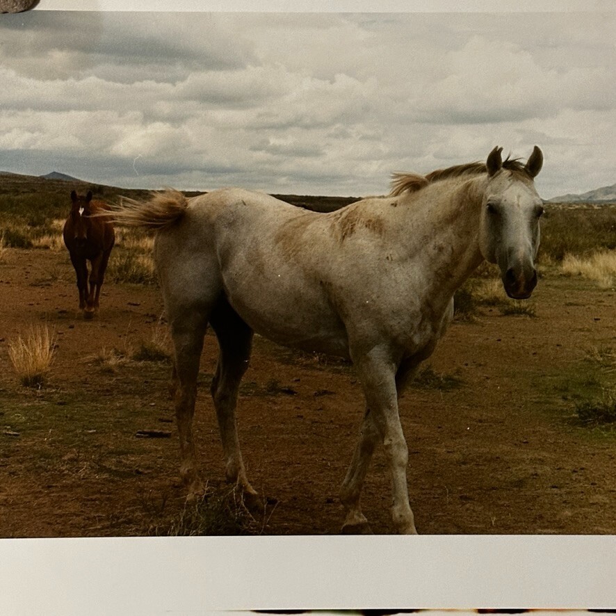 Janine Gordon Photograph 20×24″ C-print Edition 2 Horses Marfa Texas Signed