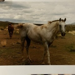 Janine Gordon Photograph 20×24″ C-print Edition 2 Horses Marfa Texas Signed