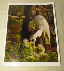 Beautiful Photograph of Great White Egrets, Louisiana 8 x10 Kodak Photo Paper