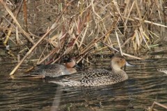 Pintails Photo 1, Pick One Image – Various Sizes