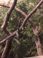 Photo of Eagle In A Tree 14 x 11 inches on Photo Paper Signed 03-01-2010