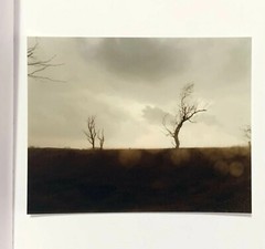 TODD HIDO: Cracked Trees 2009 SIGNED Photo w/ Ltd Ed. One Picture Book #59 *NEW*