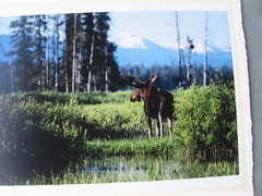 2003 limited Photograph Yellowstone Bull Moose, David Whitten # 2 of 250, 26×19″