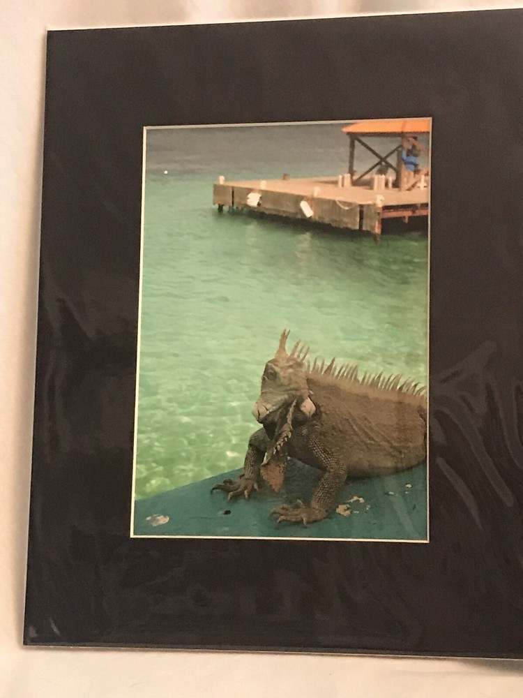 Iguana Photograph 5×7 Matted To 8×10. Original Art.