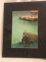 Iguana Photograph 5×7 Matted To 8×10. Original Art.