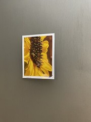Agapostemon Clocking His Sunflower In, Minute #1- Contemporary Photograph