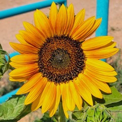 12×12 Sunflower Photo Art Print