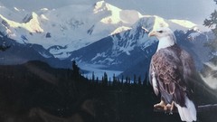 Original Photo Artwork American Bold Eagle Mountains Signed & Numbered by Artist
