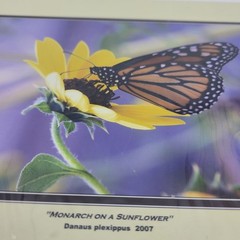 PHOTOGRAPHY Art Prints Lot 3 Vintage Butterfly Flowers Nature Photos – HW022