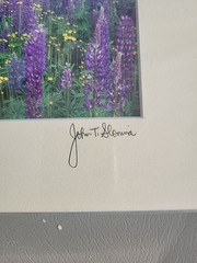 Photography Print By John T Slonina Matted 8×10 Field Of Lupine Flowers