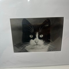 Vintagew Black & White Cat Photo Print (Signed)