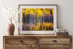 Autumn Wall Decor Art Print of Aspen Trees Appearing as Reflection in Colorado