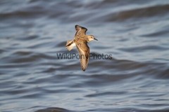 Sanderling Photo, Pick One Image – Various Sizes