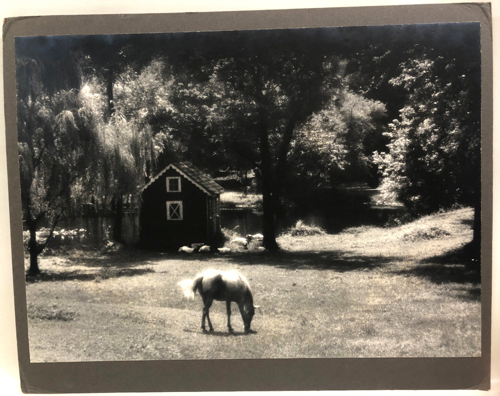 19.5″ X 13.75″ Black & White Photo By Paul A. Greenberg Titled «Grazing Horse»