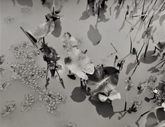 Water plants, reflections, Roger’s Island, Hudson River.