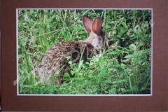4″X6″ SWAMP RABBIT Photo Mount&Mat To 5″ X 7″ READY TO FRAME