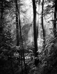 LANDSCAPES 8.5×11 or 13X19 BORDERLESS GLOSSY PRINT (FREE SHIPPING)