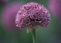 Frederick Fehr: «Untitled» (Allium), 2001/ C-Print