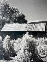 2 days Rare Find ! Signed Ansel Adam Original Photograph, gift for art lovers.