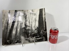 Vintage Black & White Nature Print