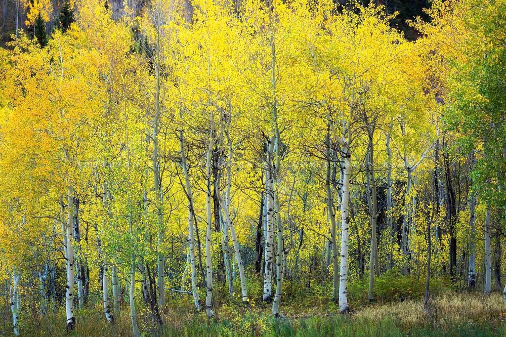 Aspen Tree Grove Autumn Rocky Mountains Colorado Nature Photography Print