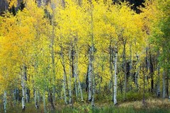 Aspen Tree Grove Autumn Rocky Mountains Colorado Nature Photography Print